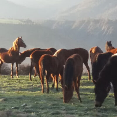 Caballos Pirineos – CLUB HÍPICO RÍO ARAGÓN Santa Cilia (Jaca) HUESCA Huesca