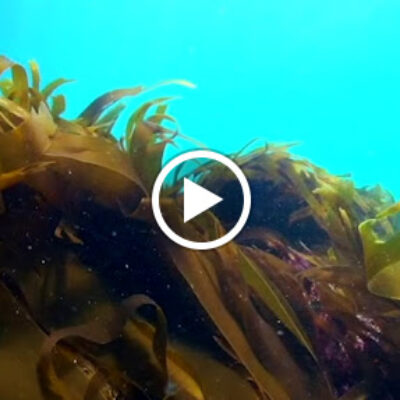 Buceo Malpica de Bergantiños La Coruña