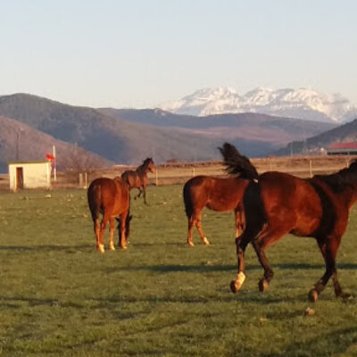 Caballos Pirineos – CLUB HÍPICO RÍO ARAGÓN Santa Cilia (Jaca) HUESCA Huesca