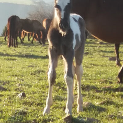 Caballos Pirineos – CLUB HÍPICO RÍO ARAGÓN Santa Cilia (Jaca) HUESCA Huesca